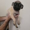 SmartPup Training