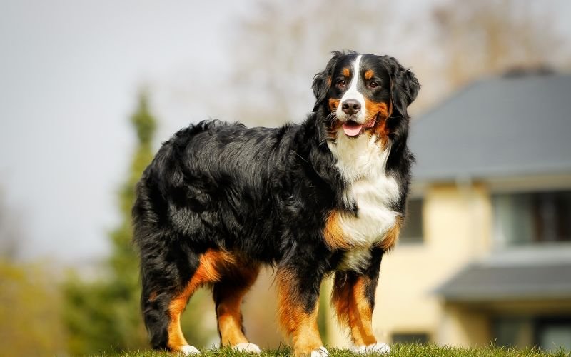 About Pet Services Florida